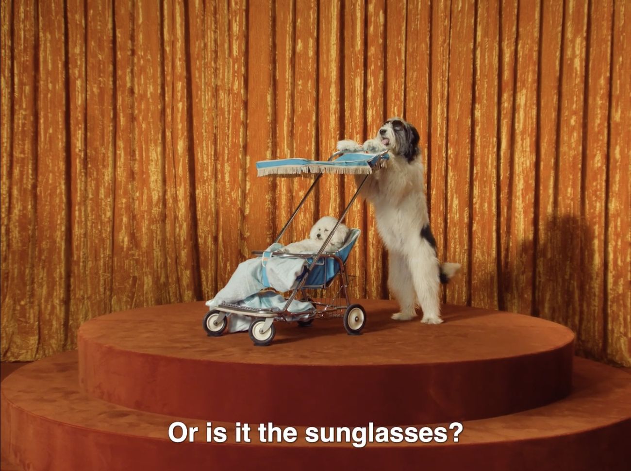 A sheepdog pushes a stroller on a velvet stage, from the Croccante commercial